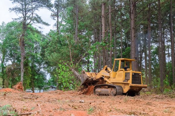Cost of Forestry Clearing in Moncks Corner