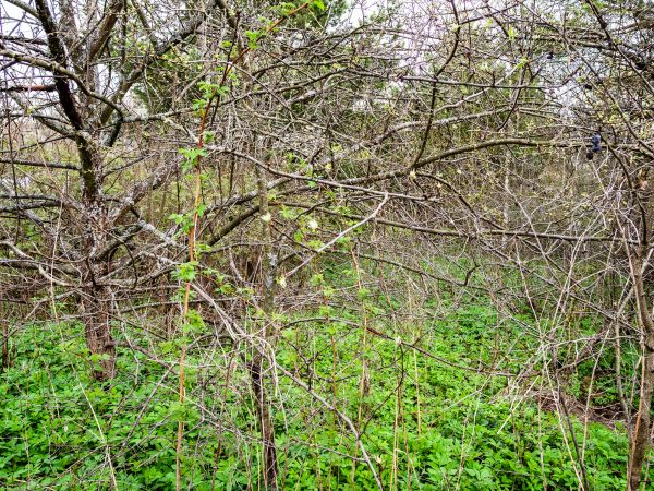 Cost of Underbrush Clearing in Moncks Corner