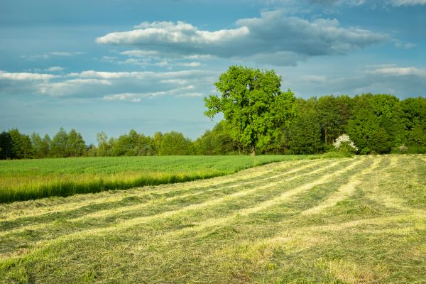 Cost of Vegetation Removal in Moncks Corner