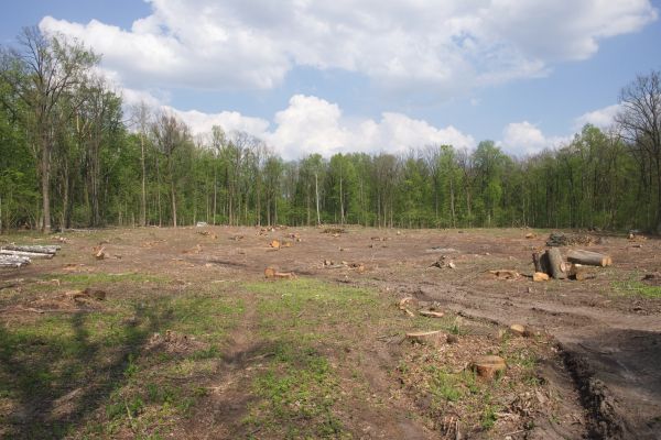 Cost of Pasture Clearing in Moncks Corner