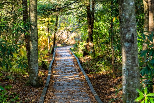 Cost of Trail Clearing in Moncks Corner