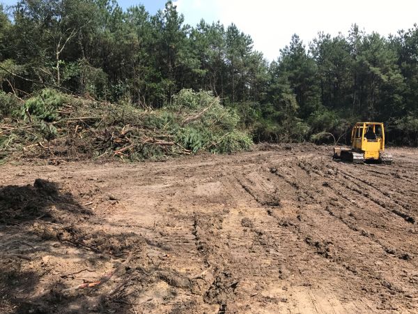 Cost of Thicket Clearing in Moncks Corner